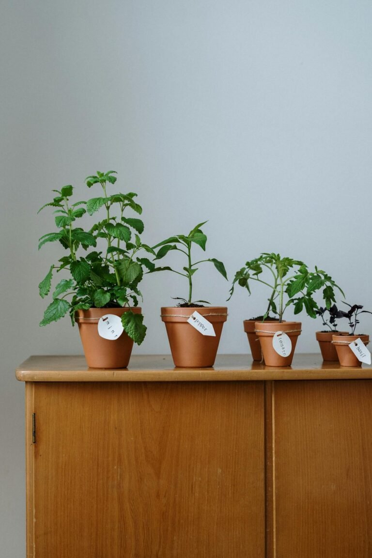 A minimalist setup with several potted plants on a wooden cabinet, perfect for indoor gardening enthusiasts.