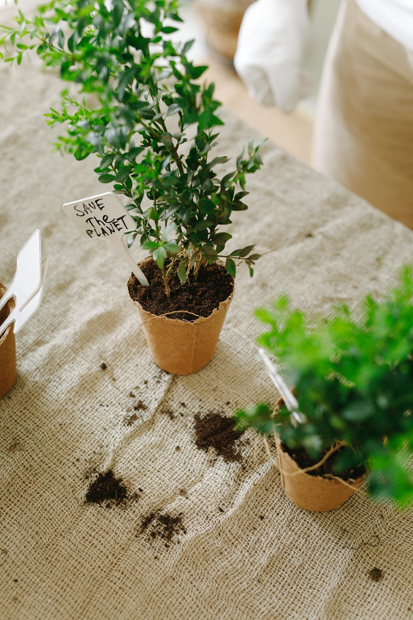 Potted plants on a rustic surface with a tag reading 'Save the Planet' emphasizing environmental care.