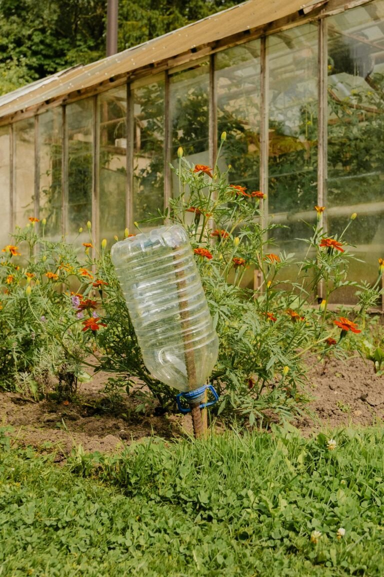 A sustainable garden with marigold flowers and a recycled plastic bottle irrigation system.