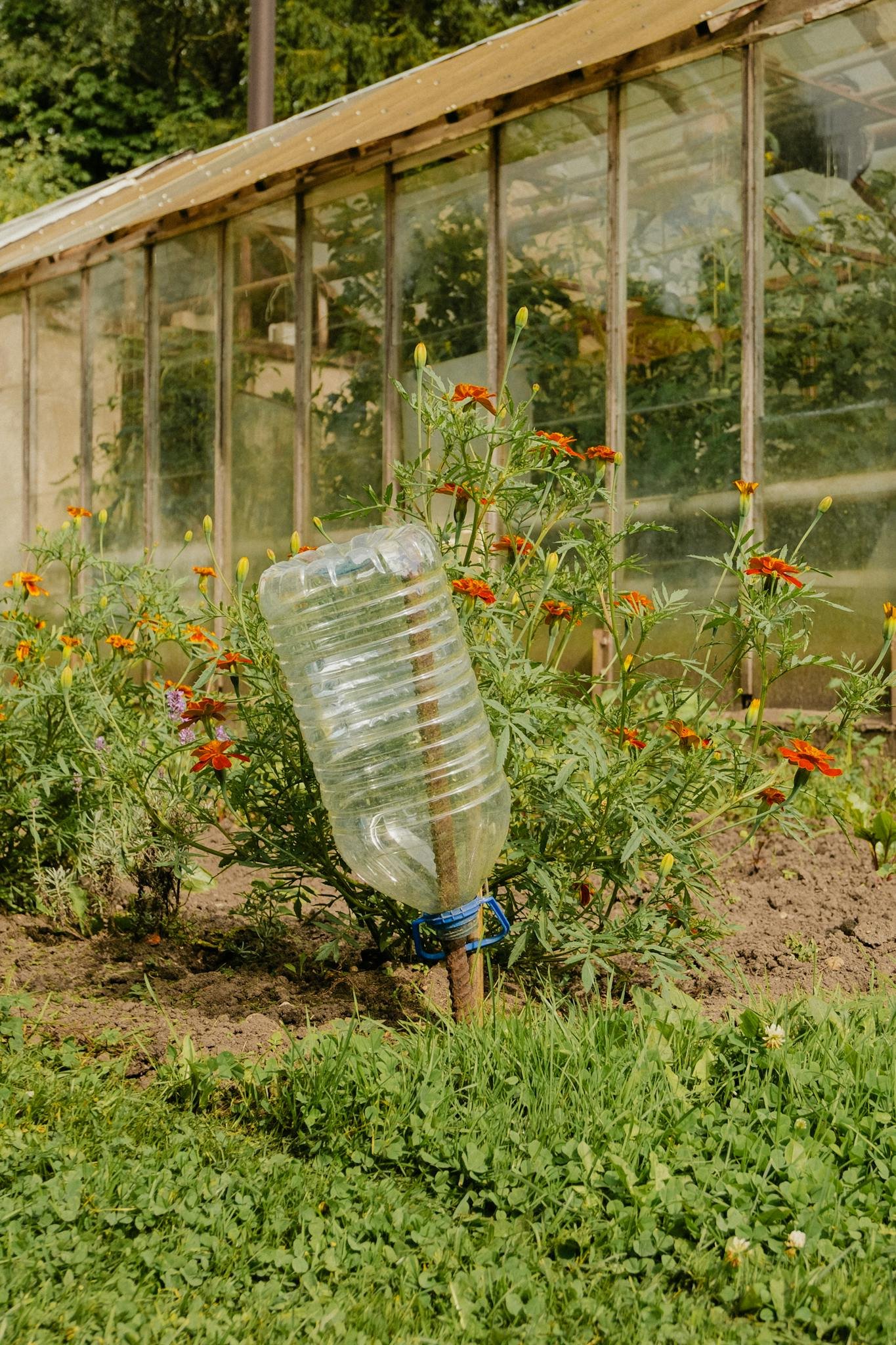 A sustainable garden with marigold flowers and a recycled plastic bottle irrigation system.