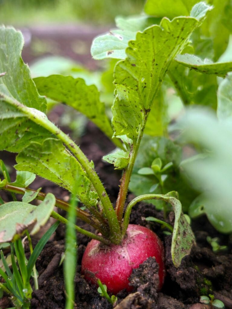 Close-up of a red radish in vibrant green foliage, capturing fresh growth in a German garden.