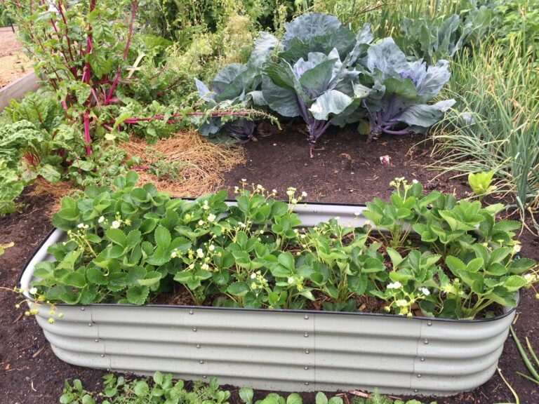 Lush vegetable garden showcasing cabbage and strawberry plants in Kambah, Australia.